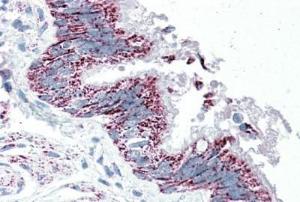 Anti-TTLL4 Antibody (A84769) (5 µg/ml) staining of paraffin embedded Human Bronchus. Steamed antigen retrieval with citrate buffer pH 6, AP-staining