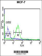 Anti-TAF2 Rabbit Polyclonal Antibody (AP (Alkaline Phosphatase))