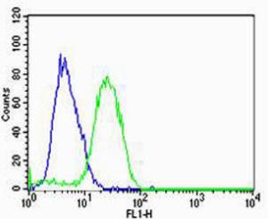 Anti-HBG2 Rabbit Polyclonal Antibody