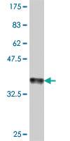 Anti-CD8B Mouse Polyclonal Antibody