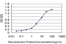 Anti-HOXC10 Mouse Monoclonal Antibody [clone: 3F10]