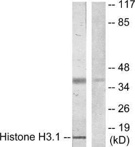 Western blot analysis of lysates from COLO205 cells using Anti-Histone H3.1 Antibody. The right hand lane represents a negative control, where the antibody is blocked by the immunising peptide