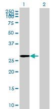 Anti-EGFL8 Mouse Polyclonal Antibody