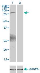 Anti-ZBTB33 Mouse Monoclonal Antibody [clone: 2B2]