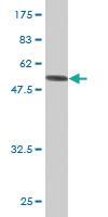 Anti-SEPT8 Mouse Monoclonal Antibody [clone: 1G3-7D1]