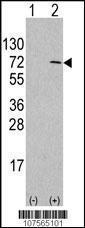 Anti-ATG4D Rabbit Polyclonal Antibody