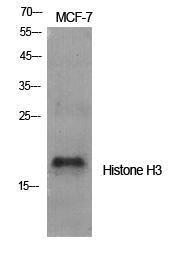 Western blot analysis of various cells using Anti-Histone H3.1 Antibody