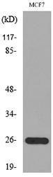 Western blot analysis of lysate from MCF7 cells using Anti-LGALS3 Antibody