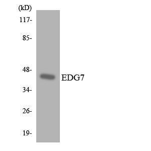 Western blot analysis of the lysates from HT 29 cells using Anti-EDG7 Antibody