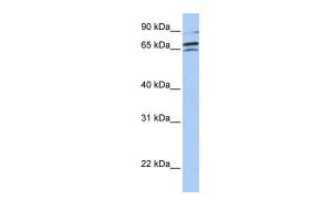 Anti-ARAF Rabbit Polyclonal Antibody