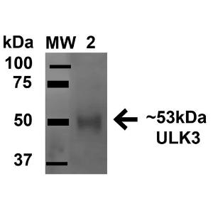 Western blot analysis of rat brain cel