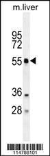 Anti-ATG4D Rabbit Polyclonal Antibody