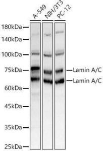 Anti-Lamin A antibody