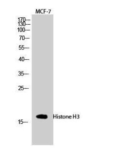 Western blot analysis of MCF 7 cells using Anti-Histone H3.1 Antibody