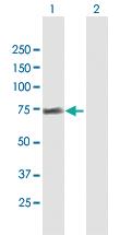 Anti-FRS2 Mouse Polyclonal Antibody