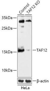 Anti-TAF12 antibody