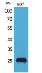 Western blot analysis of MCF7 cells using Anti-LGALS3 Antibody