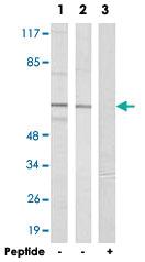 Anti-SLC43A1 Rabbit Polyclonal Antibody