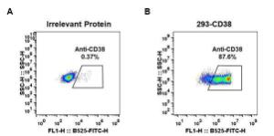 Expi 293 cell line transfected with irrelevant protein (left) and human CD38 (right) were surface stained with Anti-CD38 Antibody [DM29] - Azide free (A318664) at 1 µg/ml followed by Anti-Rabbit IgG Antibody (Alexa 488)