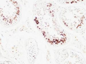 Immunohistochemical analysis of paraffin-embedded human testis using Anti-Histone H3.1 Antibody