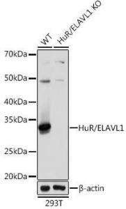 Western blot analysis of extracts from wild type (WT) and HuR/ELAVL1 knockout (KO) 293T cells, using Anti-HuR / ELAVL1 Antibody [ARC0101] (A307808) at 1:1,000 dilution. The secondary antibody was Goat Anti-Rabbit IgG H&L Antibody (HRP) at 1:10,000 dilution.