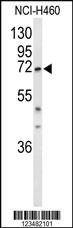 Anti-PLCD3 Rabbit Polyclonal Antibody