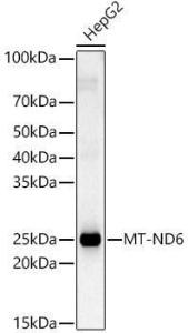 Western blot analysis of HepG2, using Anti-ND6 Antibody (A92852) at 1:2,000 dilution The secondary antibody was Goat Anti-Rabbit IgG H&L Antibody (HRP) at 1:10,000 dilution Lysates/proteins were present at 25 µg per lane