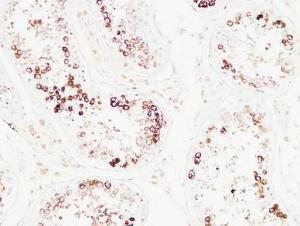 Immunohistochemical analysis of paraffin-embedded human testis using Anti-Histone H3.1 Antibody