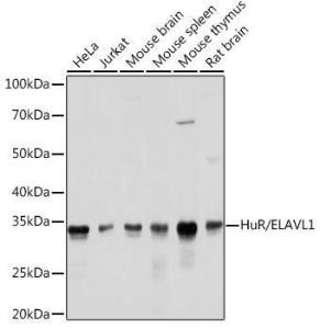 Western blot analysis of extracts of various cell lines, using Anti-HuR / ELAVL1 Antibody [ARC0101] (A307808) at 1:1,000 dilution. The secondary antibody was Goat Anti-Rabbit IgG H&L Antibody (HRP) at 1:10,000 dilution.