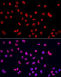 Anti-Lamin A antibody