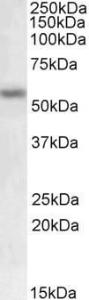 Anti-MMP12 Goat Polyclonal Antibody