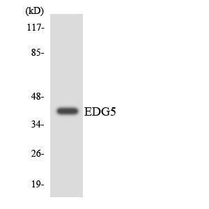 Western blot analysis of the lysates from RAW264.7 cells using Anti-EDG5 Antibody