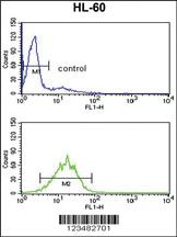 Anti-PLCD3 Rabbit Polyclonal Antibody