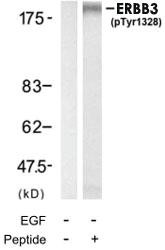 Anti-ERBB3 Rabbit Polyclonal Antibody