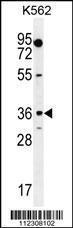 Anti-MOGT1 Rabbit Polyclonal Antibody (FITC (Fluorescein Isothiocyanate))