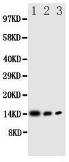 Anti-IL4 Rabbit Polyclonal Antibody