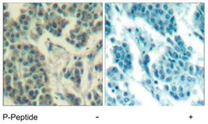 Anti-ERBB3 Rabbit Polyclonal Antibody