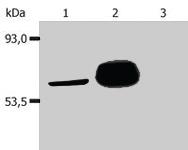 Anti-LCK Mouse Monoclonal Antibody [clone: LCK-01]