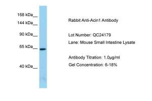 Anti-ACIN1 Rabbit Polyclonal Antibody