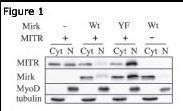 Anti-HDAC9 Rabbit Polyclonal Antibody (PE (Phycoerythrin))