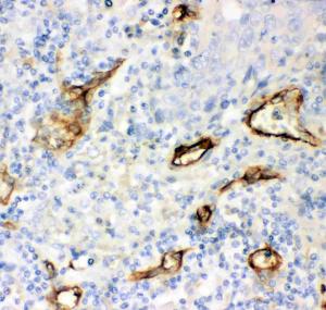 Anti-CD146 Polyclonal Antibody