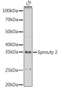 Western blot analysis of extracts of C6 cells, using Anti-Spry-2 Antibody [ARC1753] (A306129) at 1:1,000 dilution