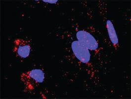 Anti-CDK2 + CCNA1 Antibody Pair