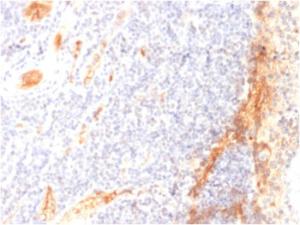 Immunohistochemical analysis of formalin-fixed, paraffin-embedded human tonsil using Anti-VEGF Antibody [VG1]