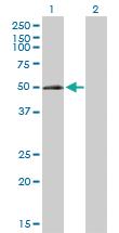 Anti-ELK3 Rabbit Polyclonal Antibody