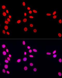 Anti-Lamin A antibody