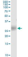 Anti-BST2 Rabbit Polyclonal Antibody