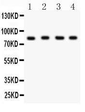 Anti-XRCC5 Rabbit Polyclonal Antibody