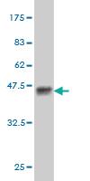 Anti-PASK Mouse Monoclonal Antibody [clone: 6D10]