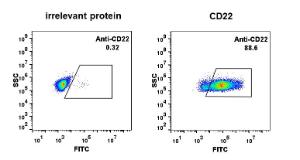 Expi 293 cell line transfected with irrelevant protein (left) and human CD22 (right) were surface stained with Anti-CD22 Antibody [DM13] - Azide free (A318673) at 1 µg/ml followed by Anti-Rabbit IgG Antibody (Alexa 488)